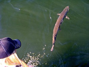 Musky in the water