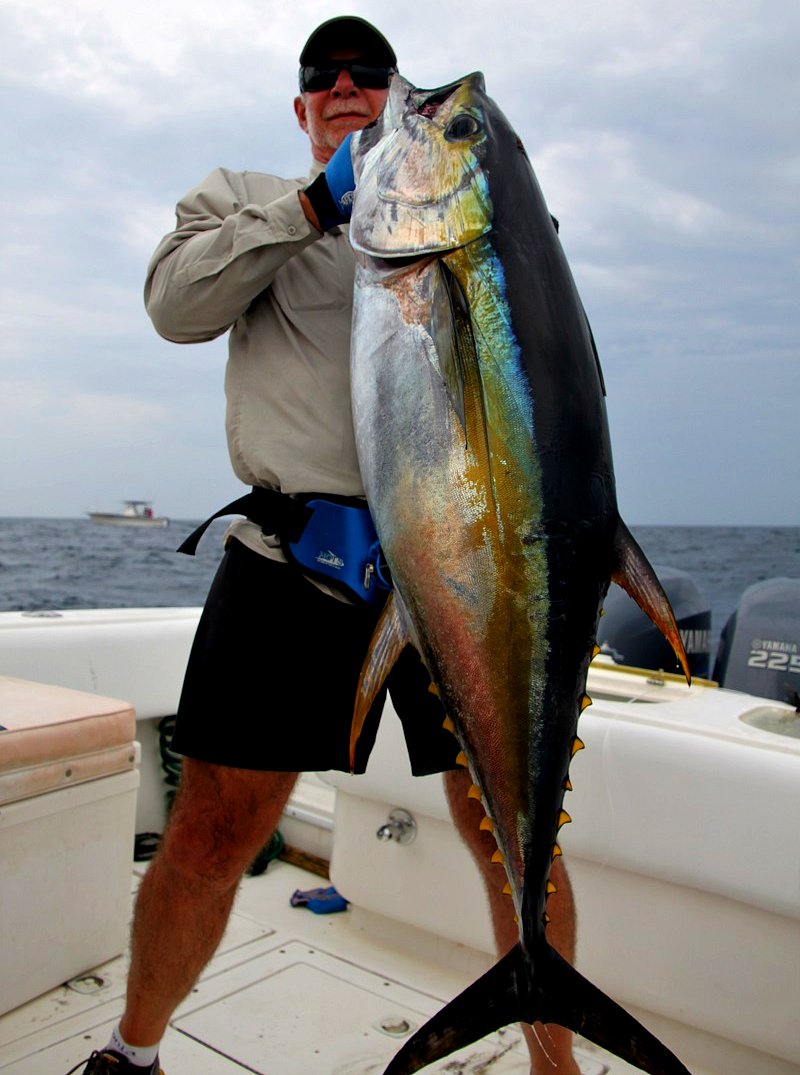 Yellowfin Thunfisch