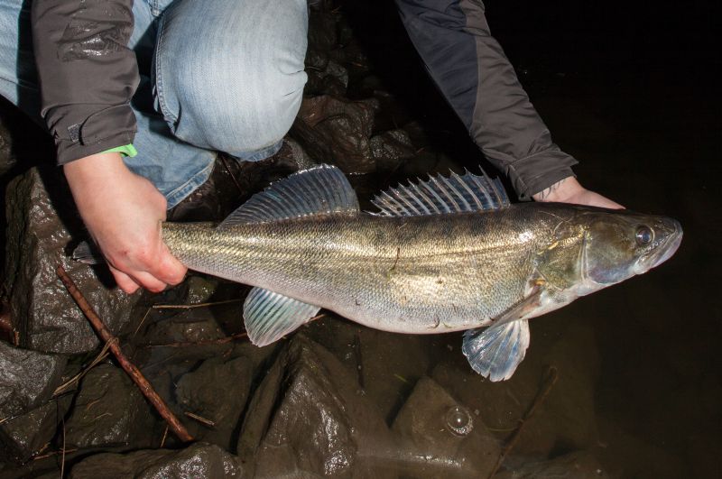Photo of Aktuelle News für Angler: Saisonales aus dem Norden der Republik