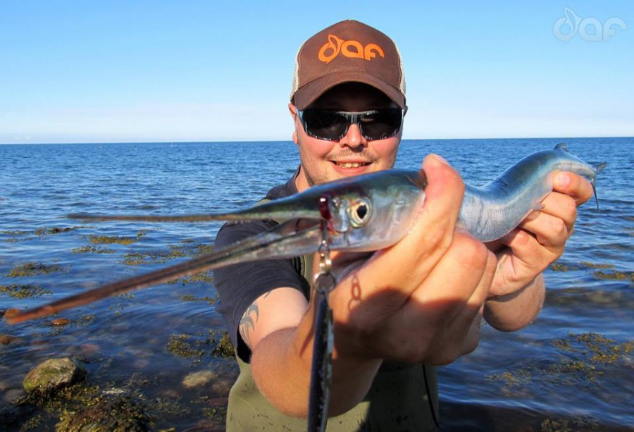 Ostseefische - Dicht am Fisch
