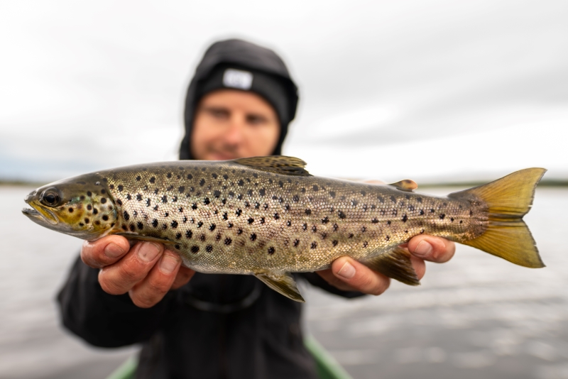 Trout Norway