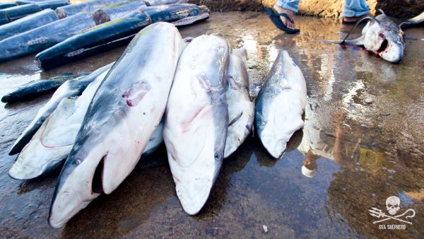 Haie - Wegen ihrer Flossen getötet