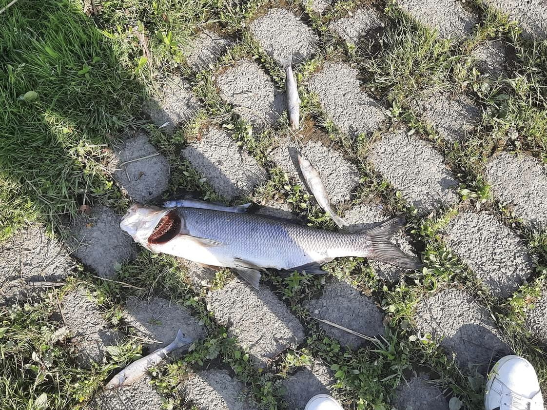 Fischsterben in Hamburg - Sauerstoffloch in der Elbe