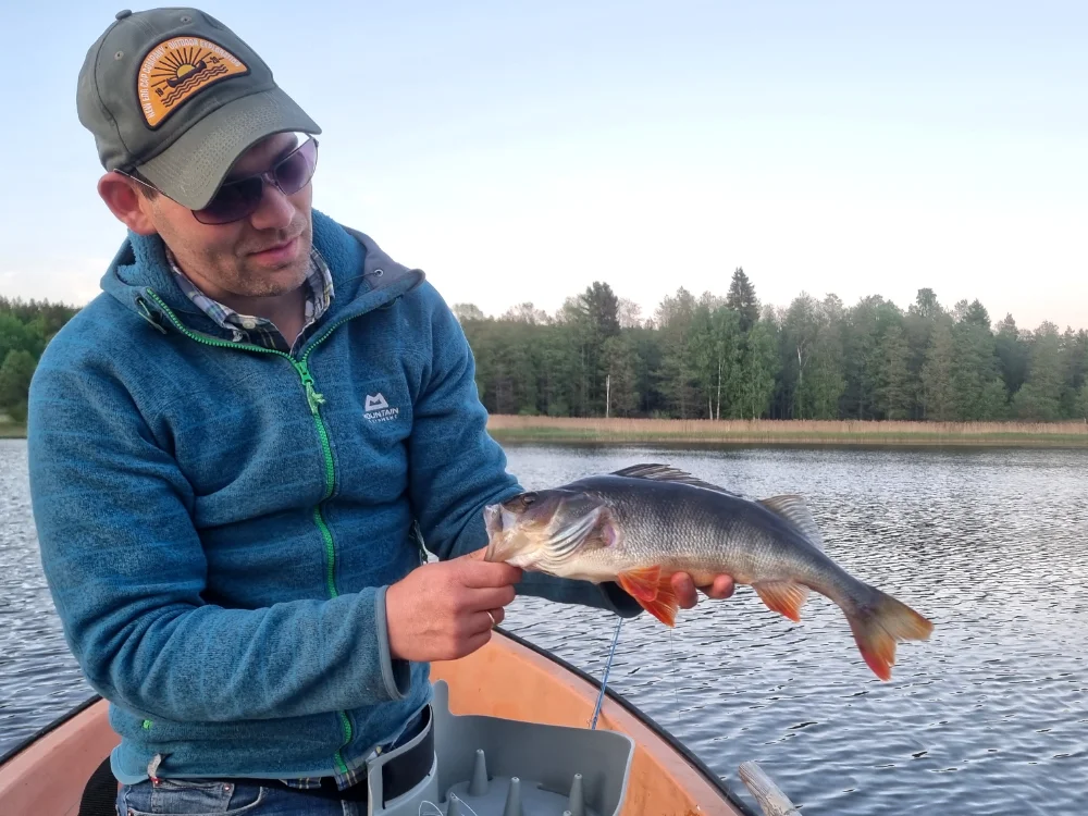 Ordentlicher Barsch aus dem See vor der Haustür des Autors. In Dalsland eigentlich immer und überall möglich - auch auf Fliege. Barschangeln in Südschweden