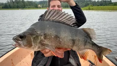 Großer Barsch auf Swimbait