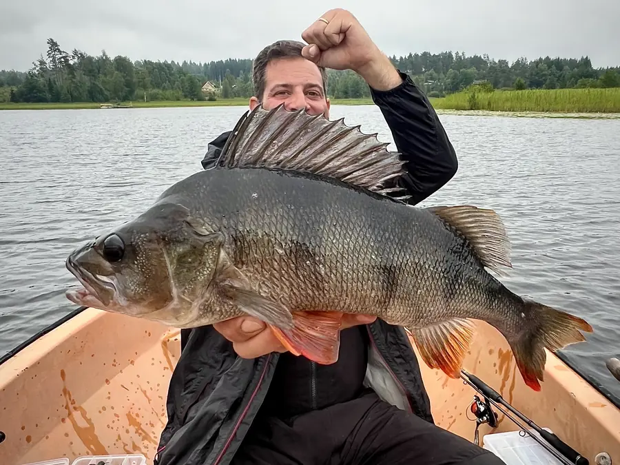 Swimbait-auf-barsch Großer Barsch auf Swimbait