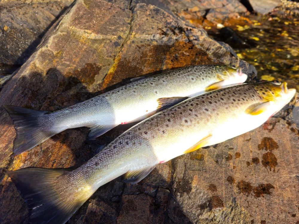 Zwei Spätsommerfische um die 50 cm aus einem Fjord. Hin und wieder kann man mal was für die Pfanne mitnehmen, aber gerne in Grenzen Meerforellenangeln in Südschweden
