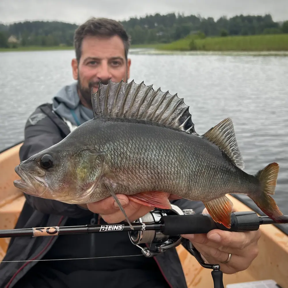 swimbait-zum-barschangeln Barsch auf Swimbait